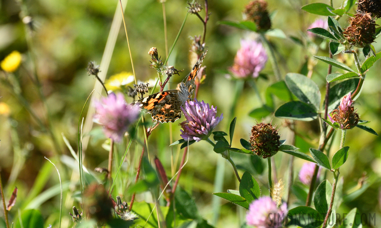 Vanessa cardui [400 mm, 1/1000 Sek. bei f / 8.0, ISO 800]